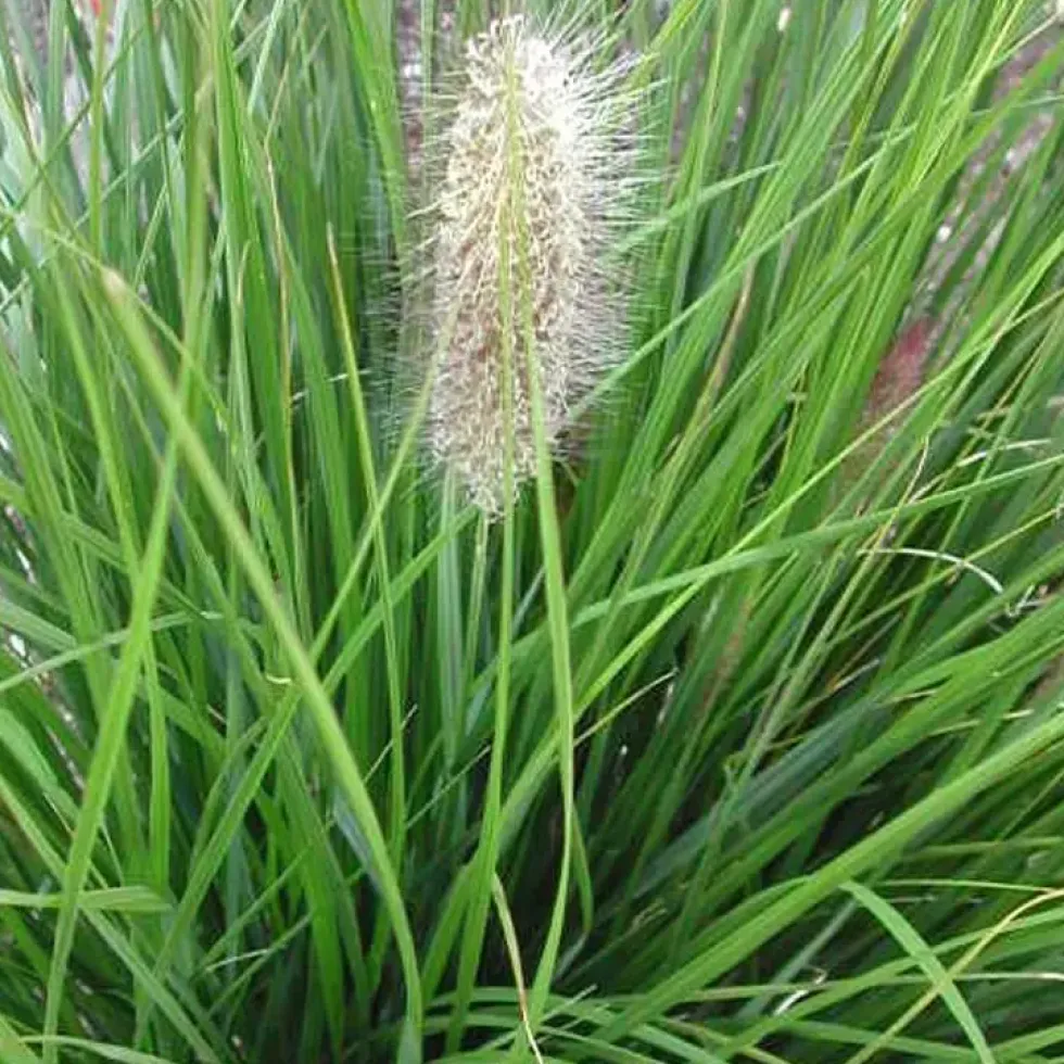 Pennisetum aux écouvillons Hameln - Le pot de 3 litres