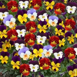 Pensee et Viola - La jardinière
