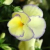 Pensée - La jardinière de 25 cm
