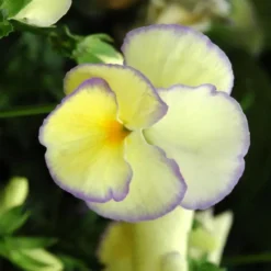 Pensée - La jardinière de 25 cm