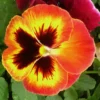 Pensée (viola) - Le pot de Ø 10,5 cm