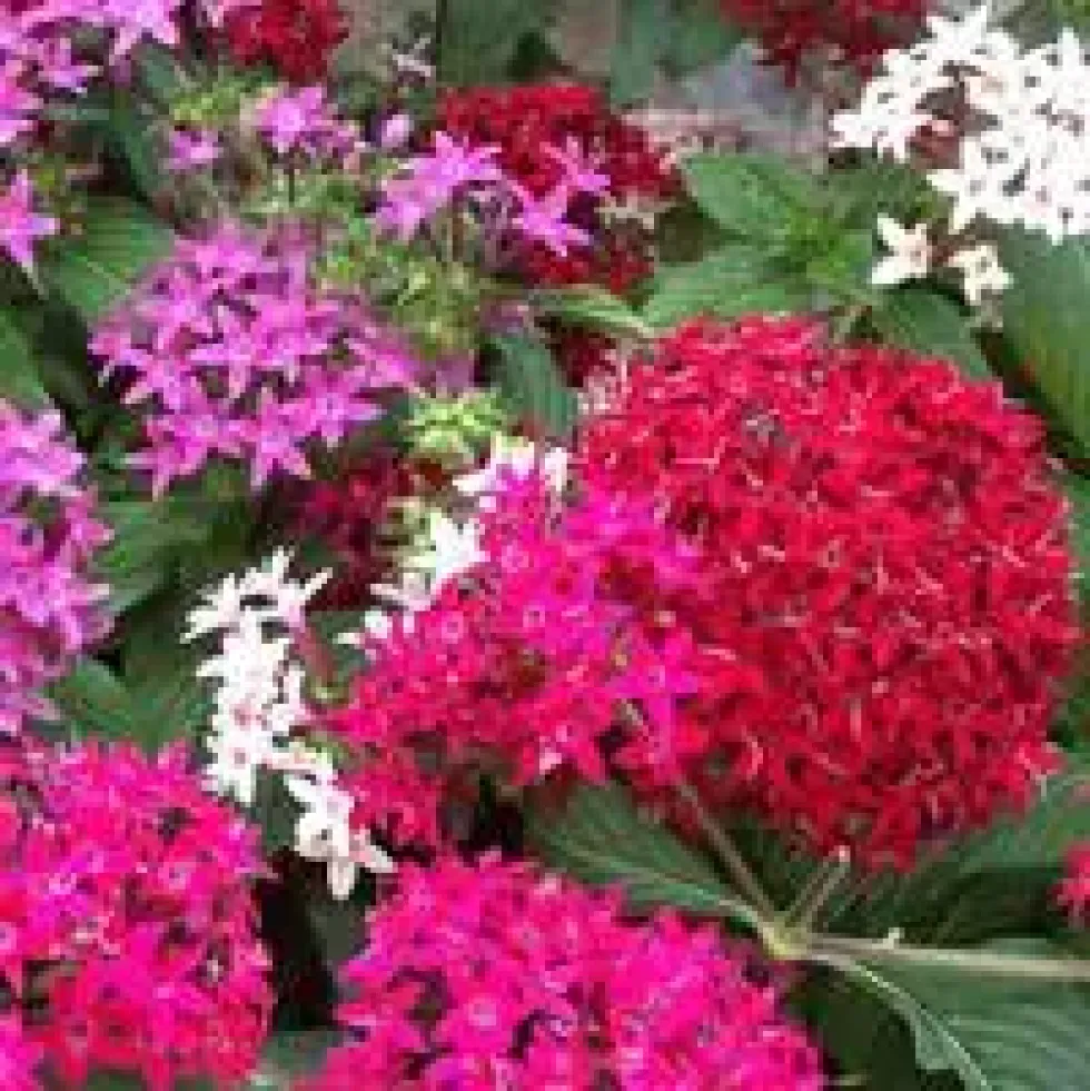 Pentas - Le pot de 1 litre