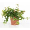 Peperomia angulata