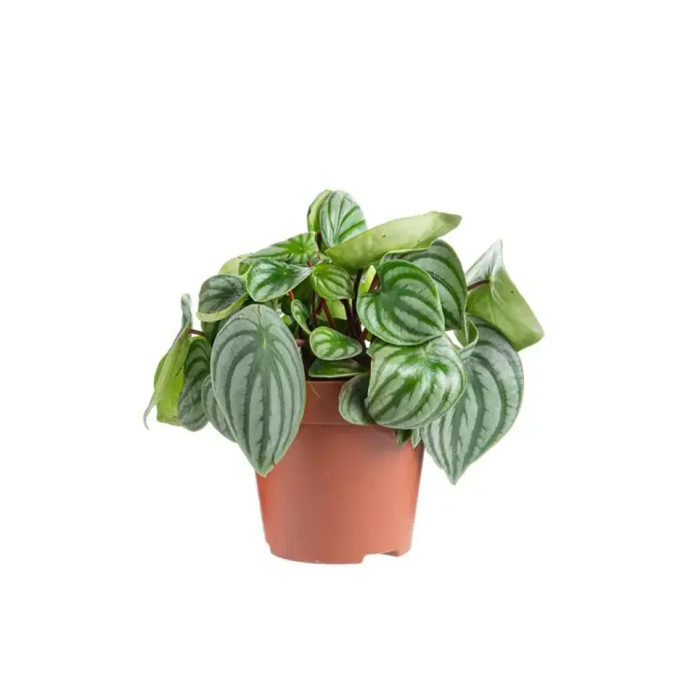 Peperomia Argyreia Ø 12cm