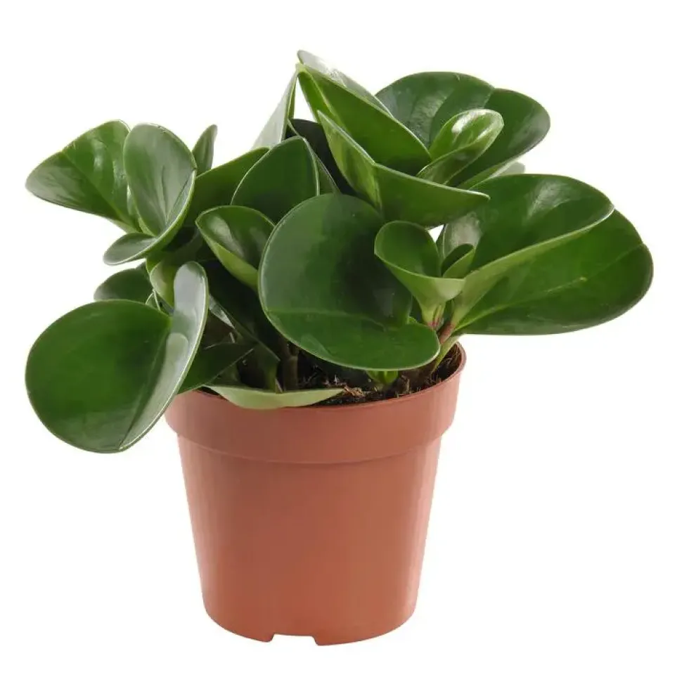 Peperomia en pot Ø 12cm