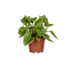 Peperomia Pixie – Pot de Ø12 cm