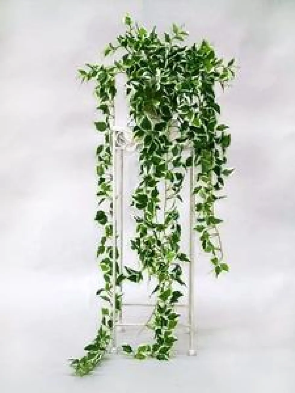 Peperomia Rotundifolia. Le pot de Ø 6 cm