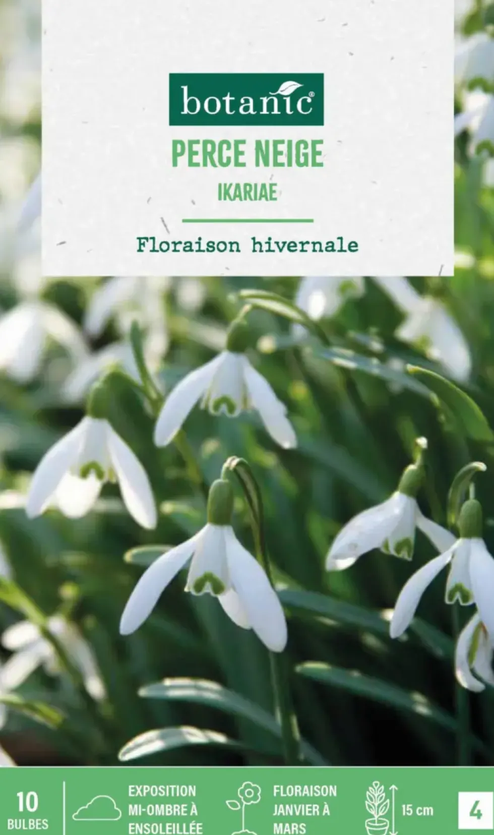 Perce neige ikariae botanic® - 10 bulbes