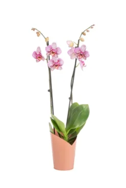 Phalaenopsis 2 branches H 65 x Ø 12 cm avec cache pot