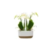 Phalaenopsis 2 branches jardinière Ø9 x 22 cm
