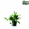 Philodendron Cobra. Le pot de Ø 19 x H 45 cm