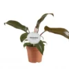 Philodendron Florida bronze. Le pot de Ø 12 x H 25 cm