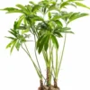 Philodendron Fun Bun. Le pot de Ø 32 x H 140 cm