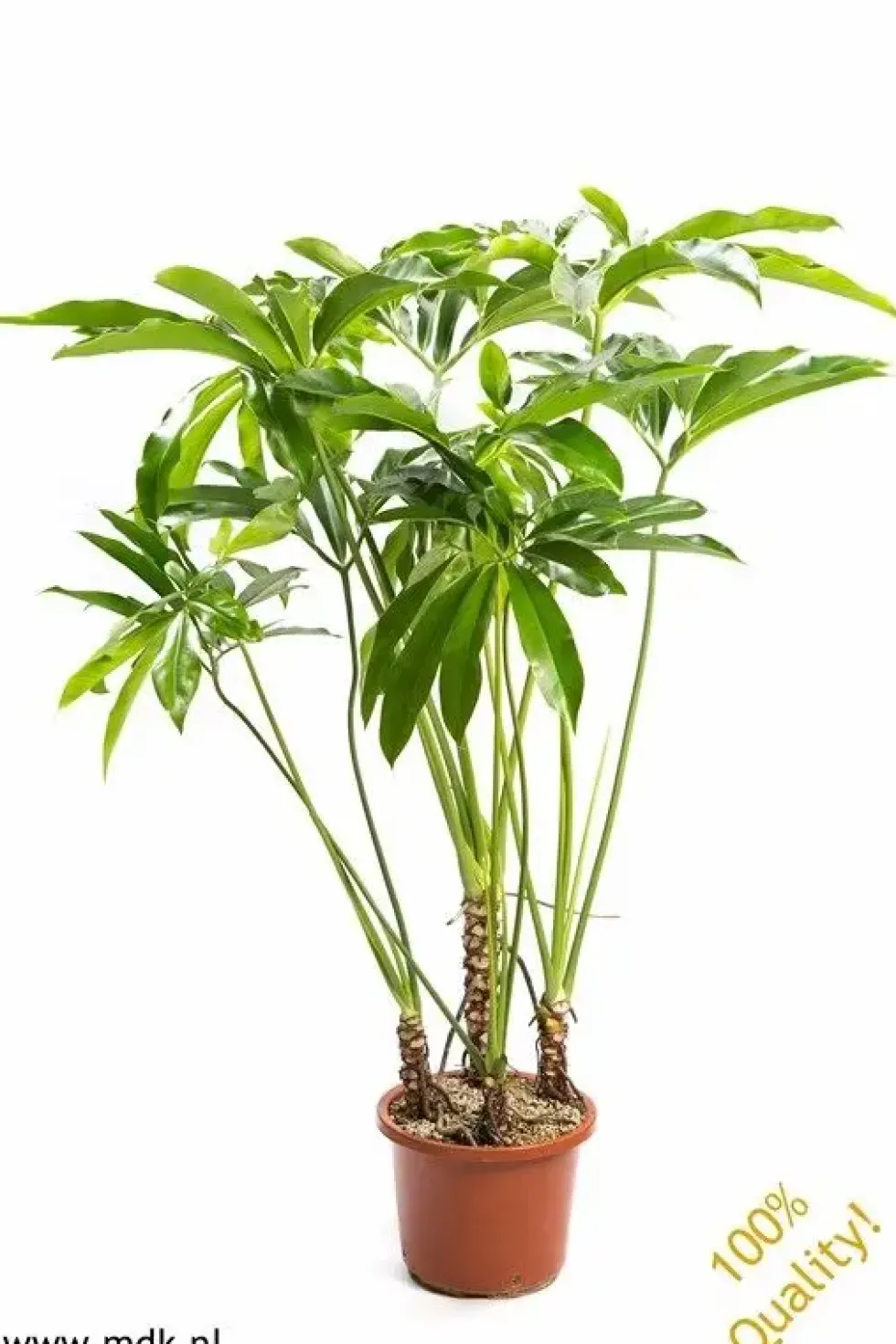 Philodendron Fun Bun. Le pot de Ø 32 x H 140 cm