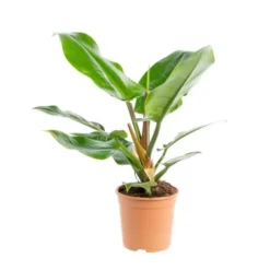 Philodendron Imperial Green pot Ø19xH55 cm
