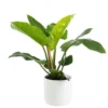Philodendron Imperial Green botanic®. Le pot de Ø 21 cm