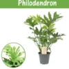 Philodendron Little Hope. Le pot de Ø 17 x H 60 cm, forme ramifiée