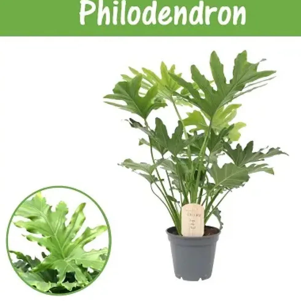 Philodendron Little Hope. Le pot de Ø 17 x H 60 cm, forme ramifiée