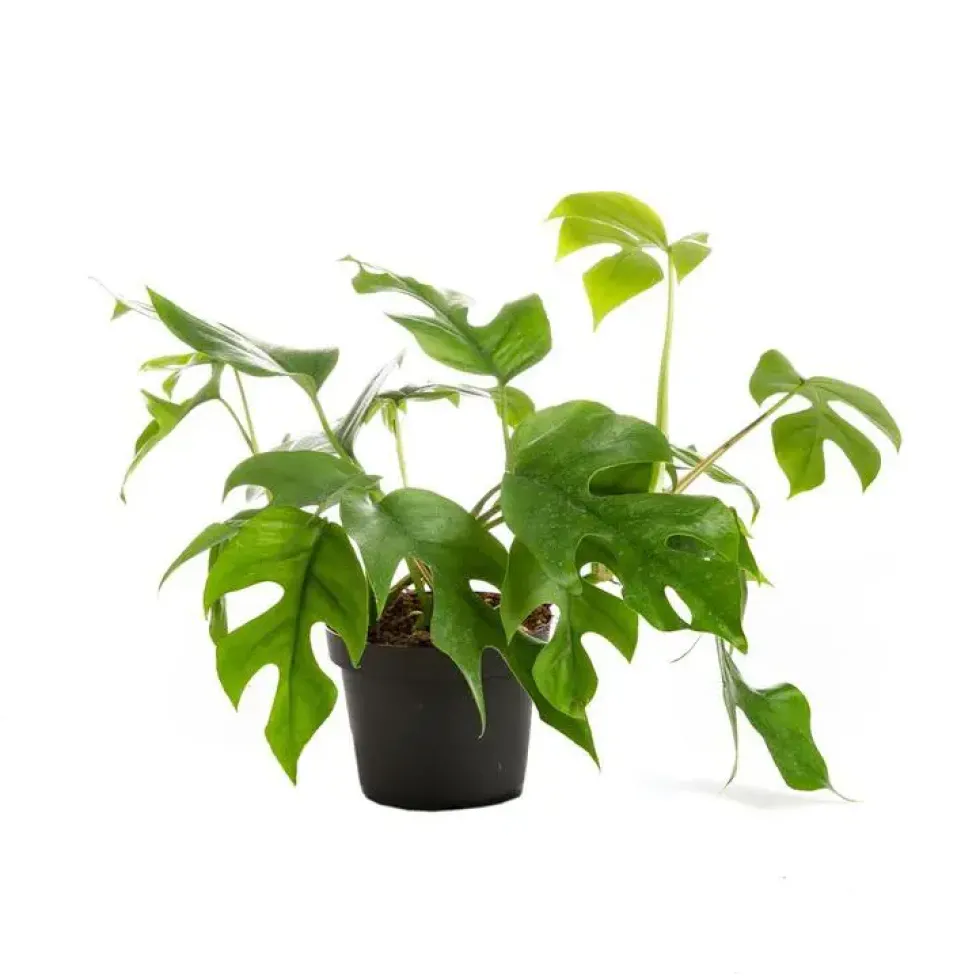 Philodendron minima – Pot de Ø12 cm