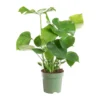 Philodendron Monstera en touffe vert. Le pot Ø 24 cm