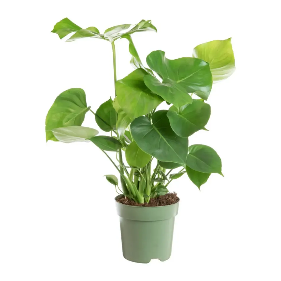 Philodendron Monstera en touffe vert. Le pot Ø 24 cm