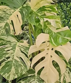 Philodendron Monstera panache avec tuteur mousse. Le pot de Ø 20 x H 80 cm