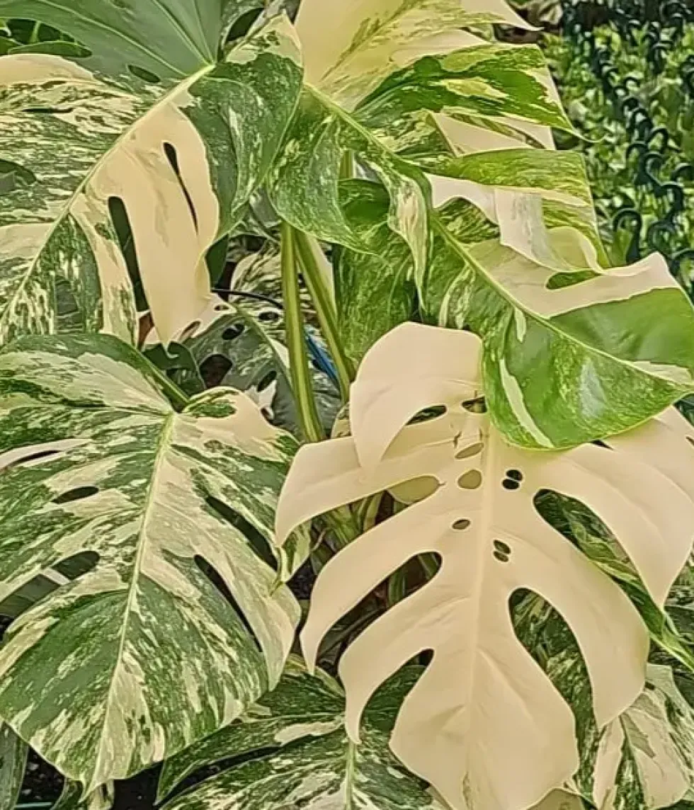 Philodendron Monstera panache avec tuteur mousse. Le pot de Ø 20 x H 80 cm