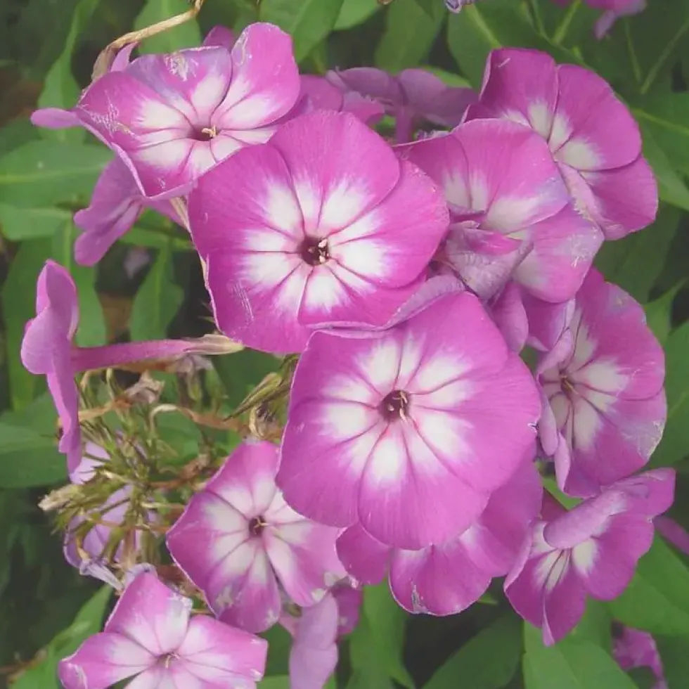 Phlox Paniculata Varié - Le pot de 7,5 litres