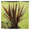 Phormium Tenax Atropurpureum - pot 10 L