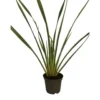 Phormium Tenax Variegata (Lin de Nouvelle Zélande panaché) XL en pot de 10 L jaune