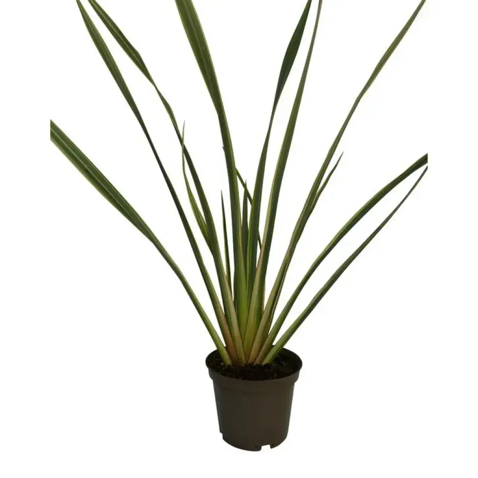 Phormium Tenax Variegata (Lin de Nouvelle Zélande panaché) XL en pot de 10 L jaune