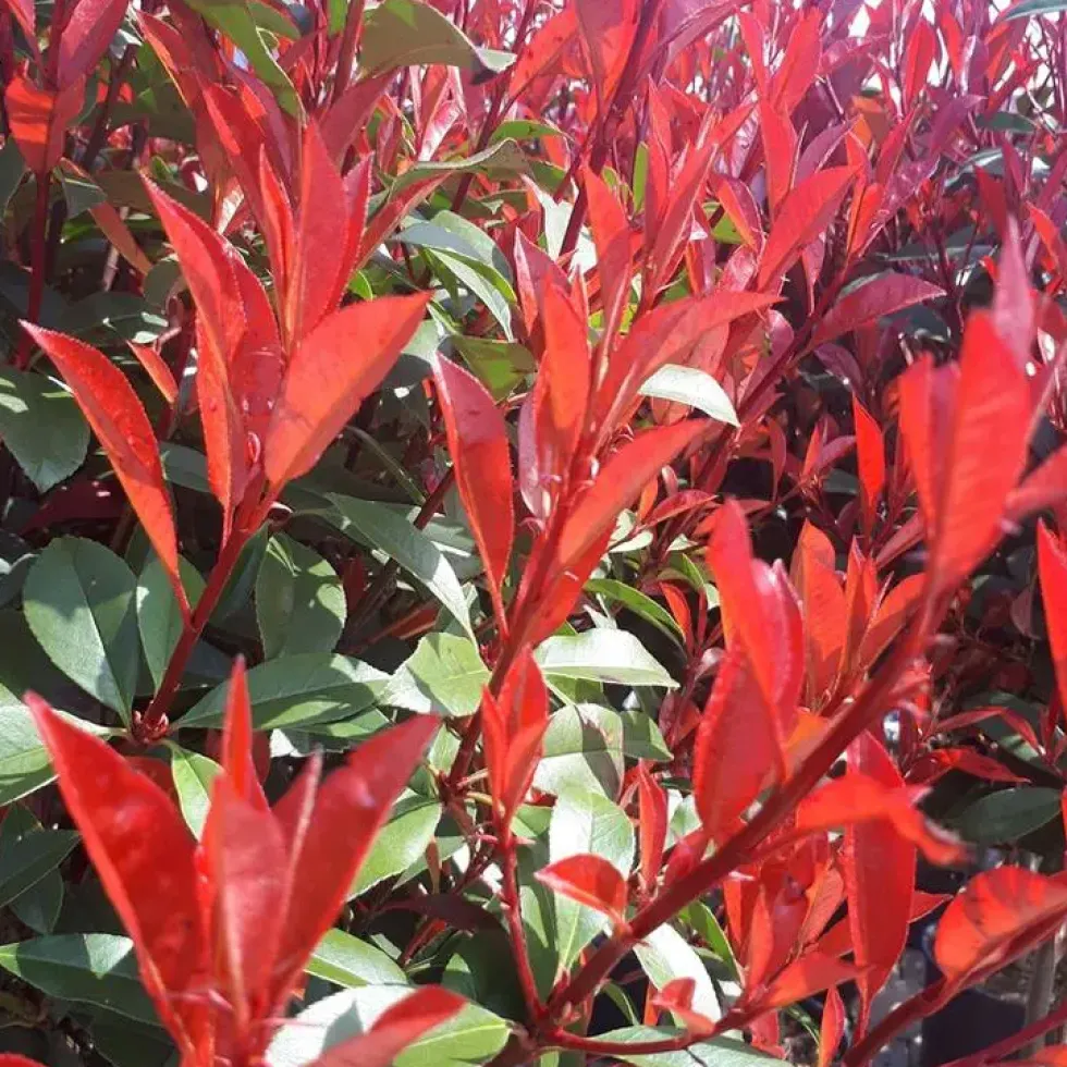Photinia Fraseri 'Carré Rouge' 60/80 en pot de 8 L rouge