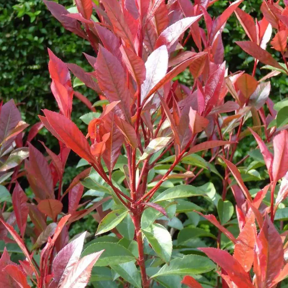 Photinia Fraseri Little Red Robin. Le pot de 2 litres