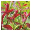 Photinia Fraseri Pink Marble - pot 7,5 L