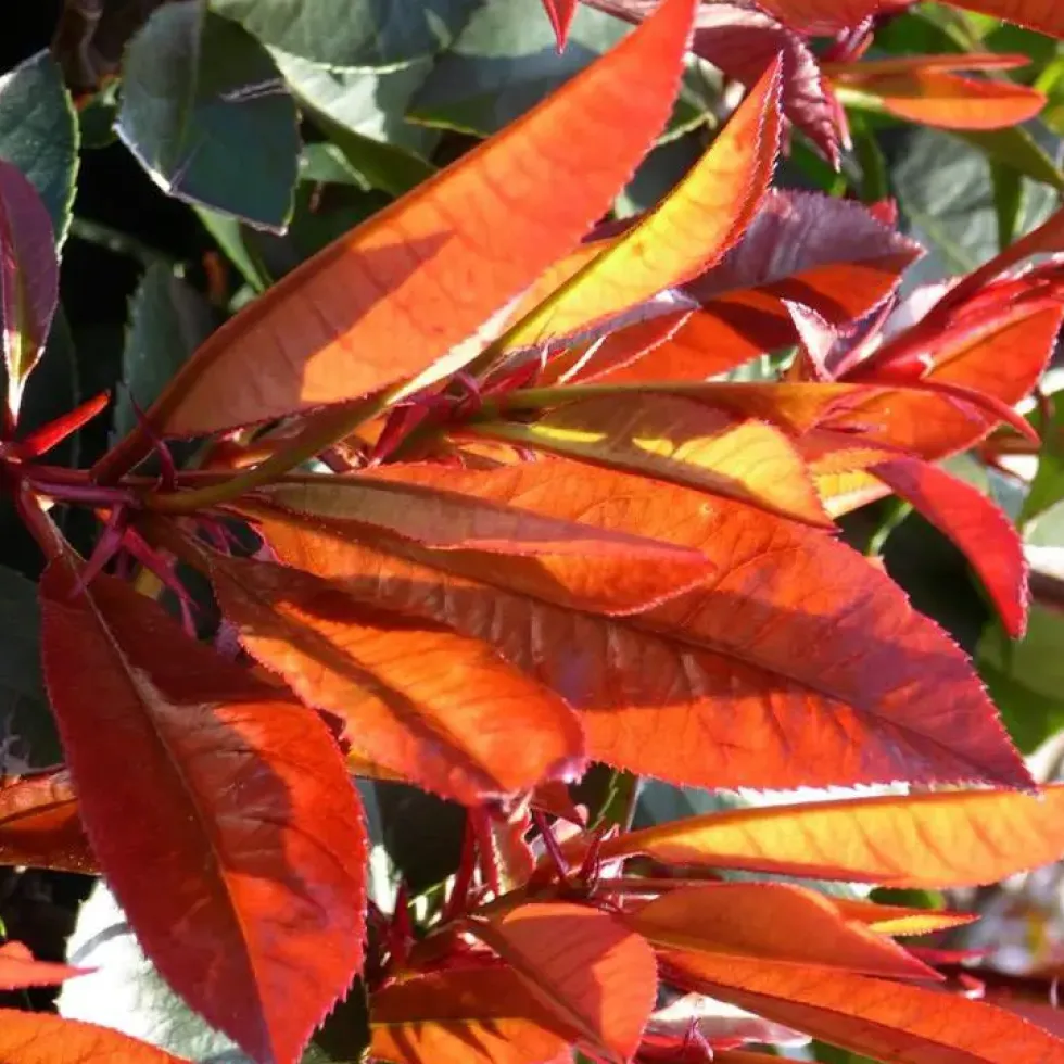 Photinia Fraseri Red Robin ®? 50/60 en pot de 3 L rouge