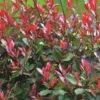 Photinia - Le pot de 10.5 cm