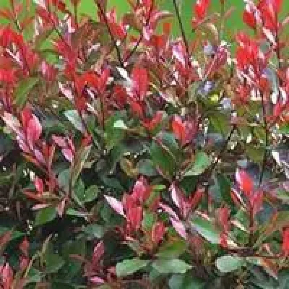 Photinia - Le pot de 10.5 cm
