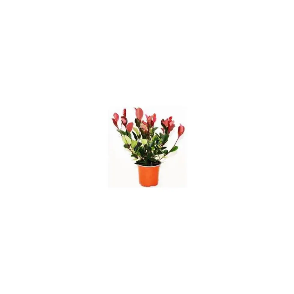 Photinia Red Robin - Le pot de 10 cm