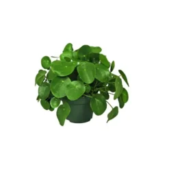 Pilea Peperomoides 35 cm. Le pot Ø 17 cm