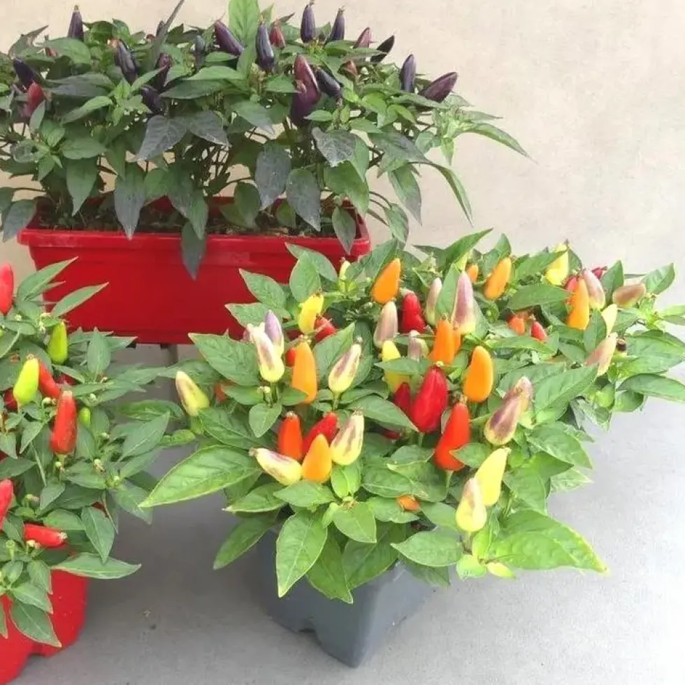 Piment décoratif - La jardinette de 25 cm
