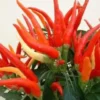 Piment décoratif - Le pot de 2,5 litres