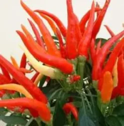 Piment décoratif - Le pot de 2,5 litres