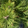 Pin (Pinus) Mugo Gnom 120. Le pot