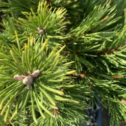 Pin (Pinus) Mugo Gnom 120. Le pot