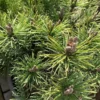 Pin (Pinus) Mugo Mops. Le pot de 5 litres
