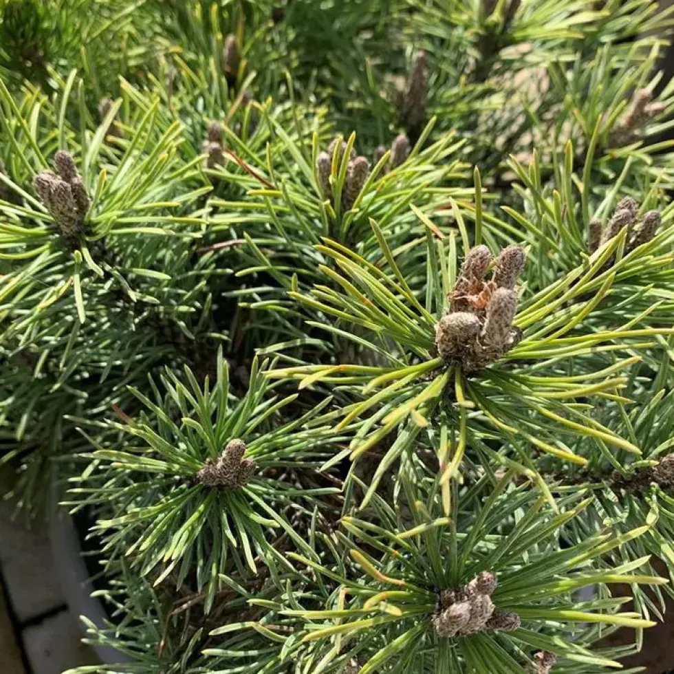Pin (Pinus) Mugo Mops. Le pot de 5 litres