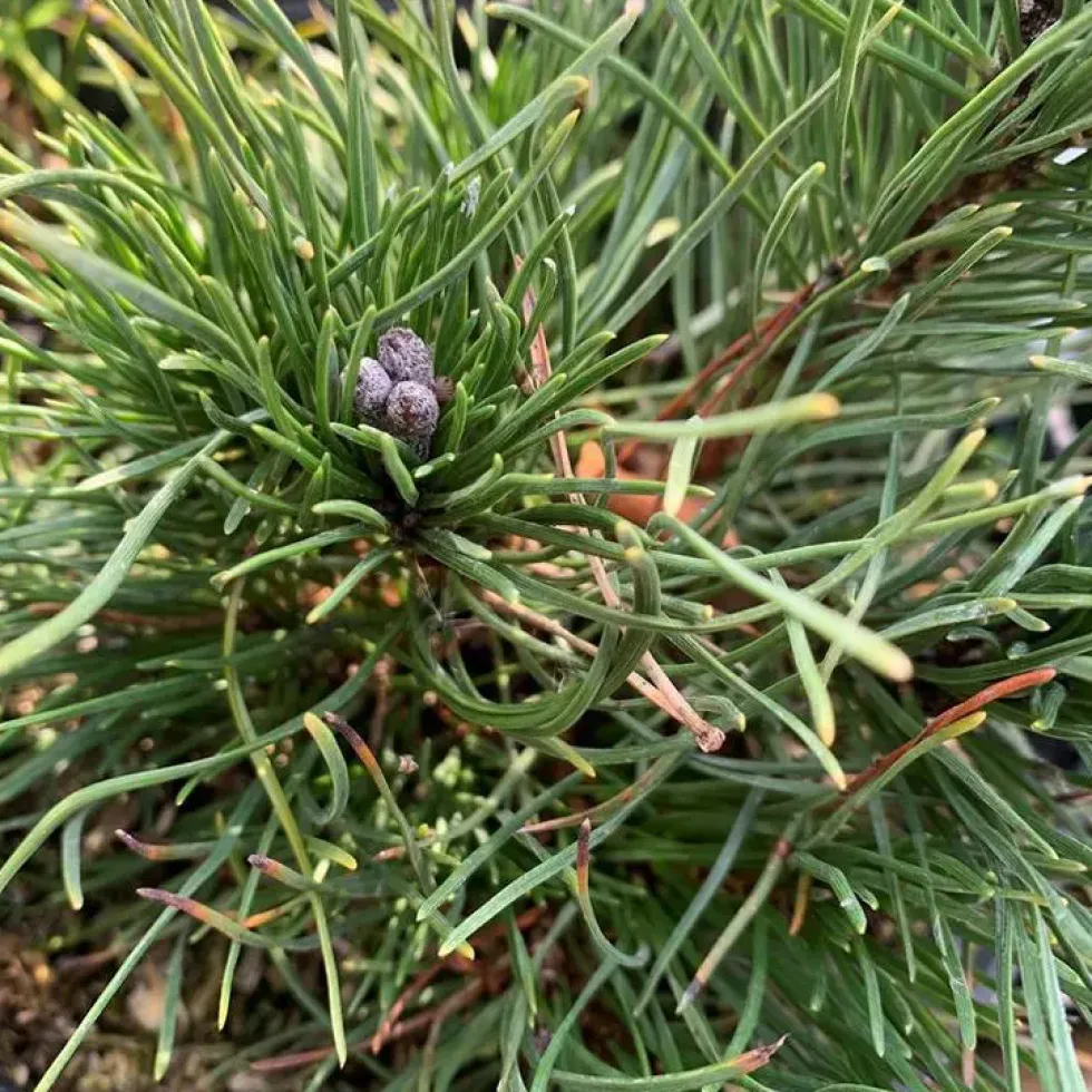 Pin (Pinus) Mugo Pumilio 50/60. Le pot de 12 litres