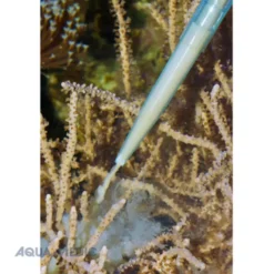 Pipette de nourrissage de précision 60cm - AQUA MEDIC