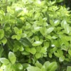 Pittosporum Tenuifolium Golden ball. Le pot de 4 litres