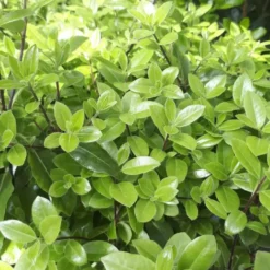 Pittosporum Tenuifolium Golden ball. Le pot de 4 litres